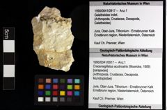 Foto (Objket + Etiketten) von Cracensigillatus acutirostris (Moericke, 1889) 